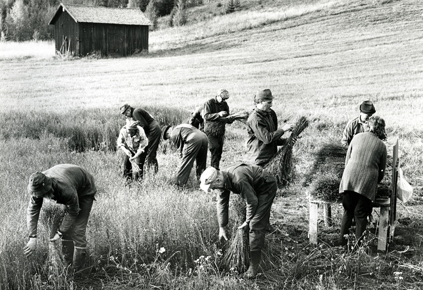 Linets historia i Hälsingland
